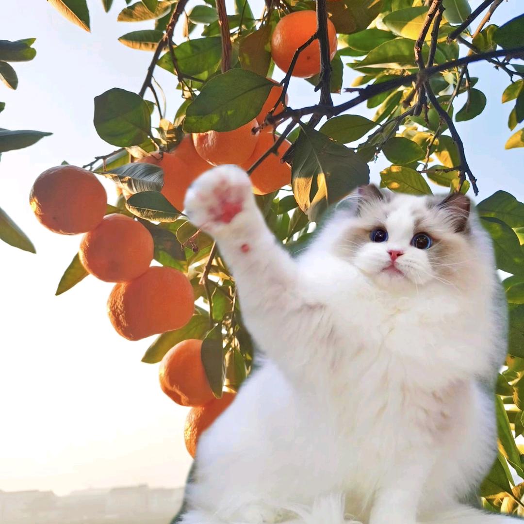 冷儿CBA🏀~涌泉蜜橘