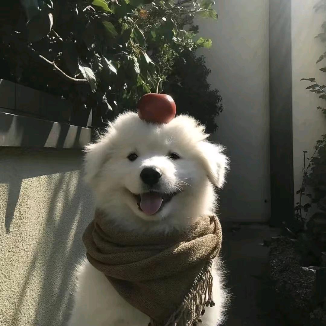 麻辣淀粉肠
