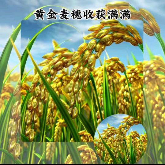 太阳当空赵🌷