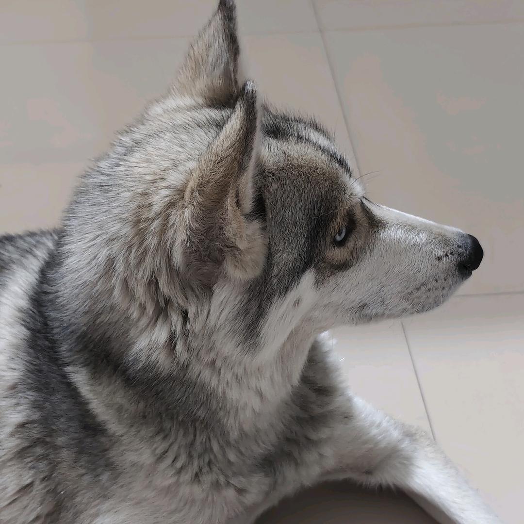 子杰