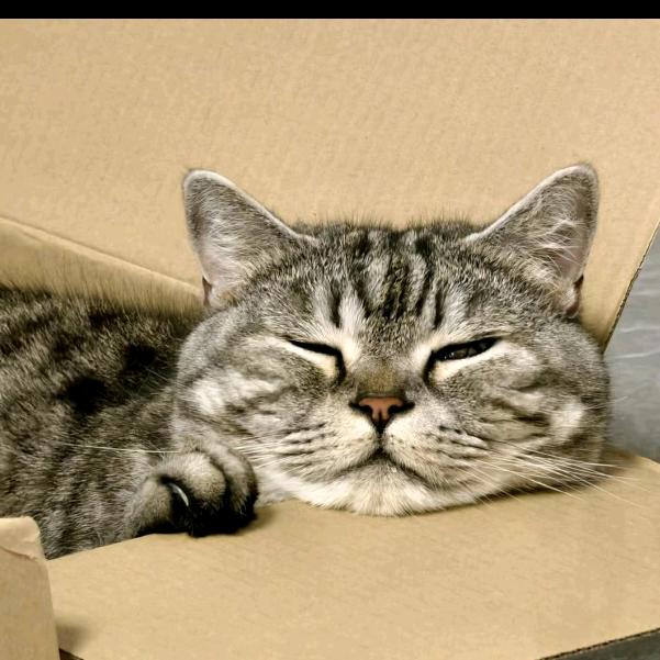 去码头整点三文鱼