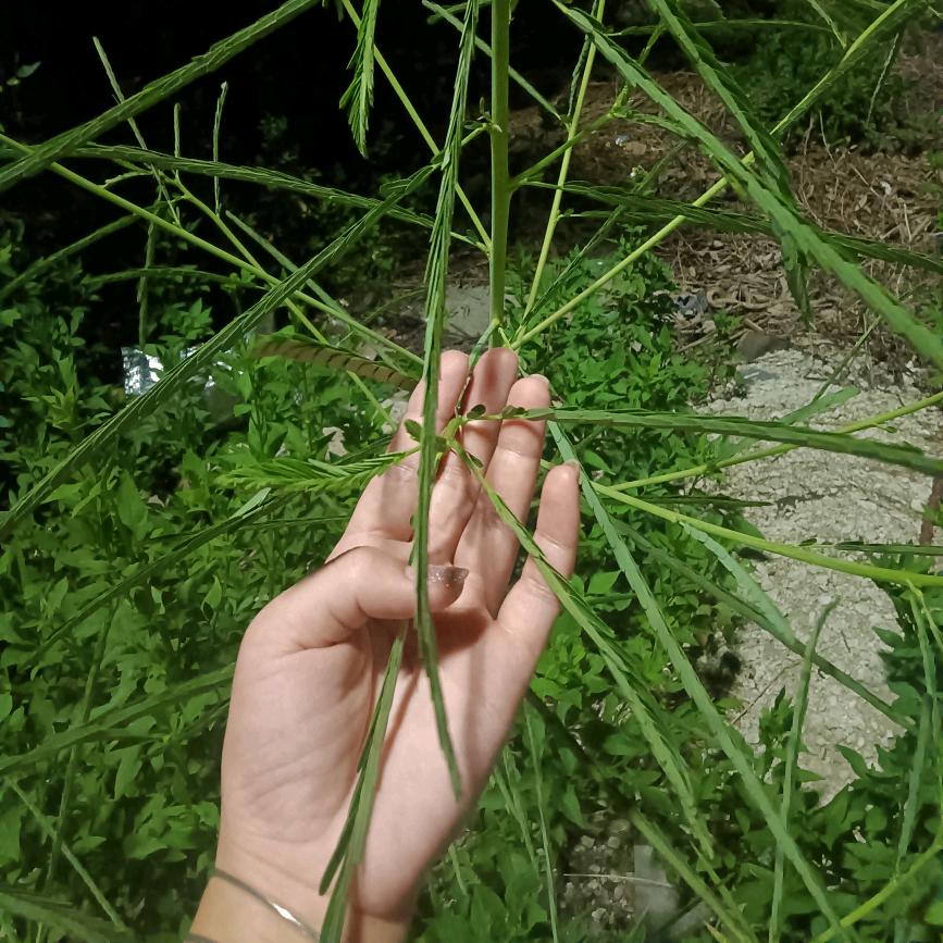 四叶草🍀