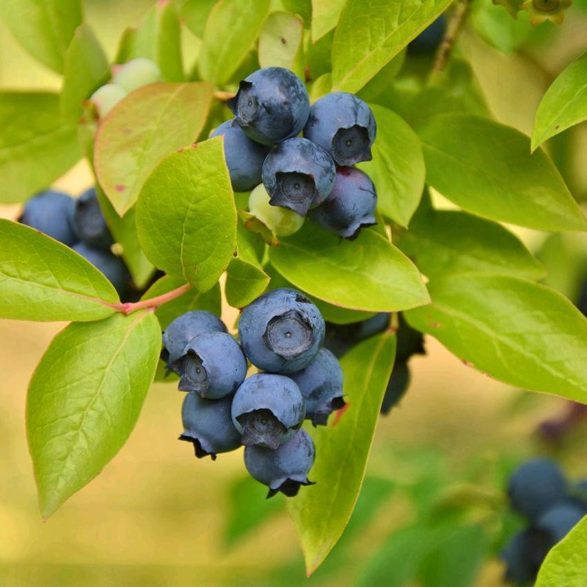 蓝莓果果