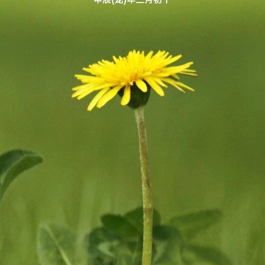 程堂馍店小凤