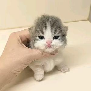 A青青糯山原材料