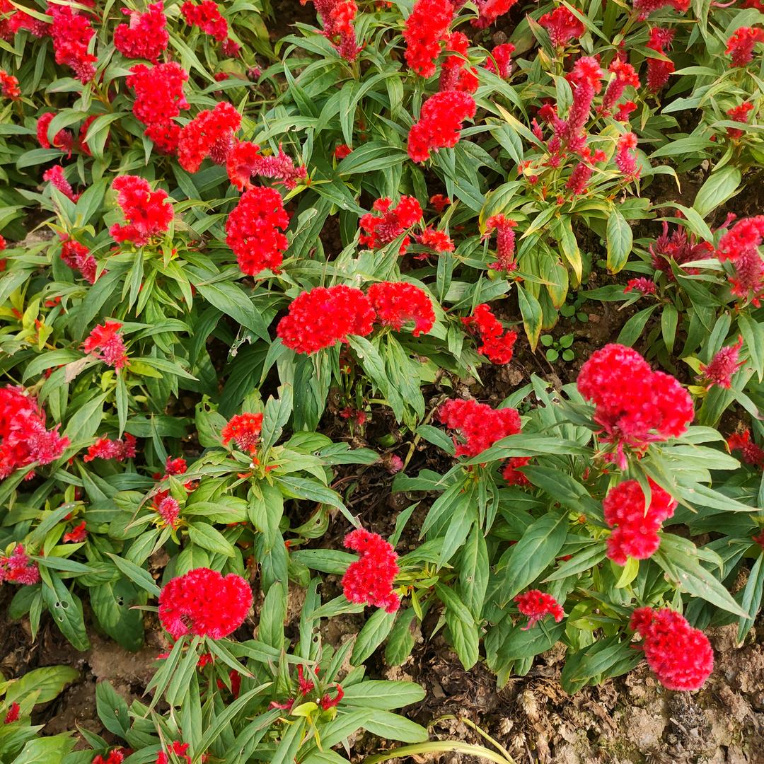小徐.🌷