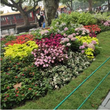 🐳(>为你🍎停刘🍓)?