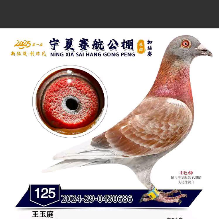 宁夏伟子种鸽棚