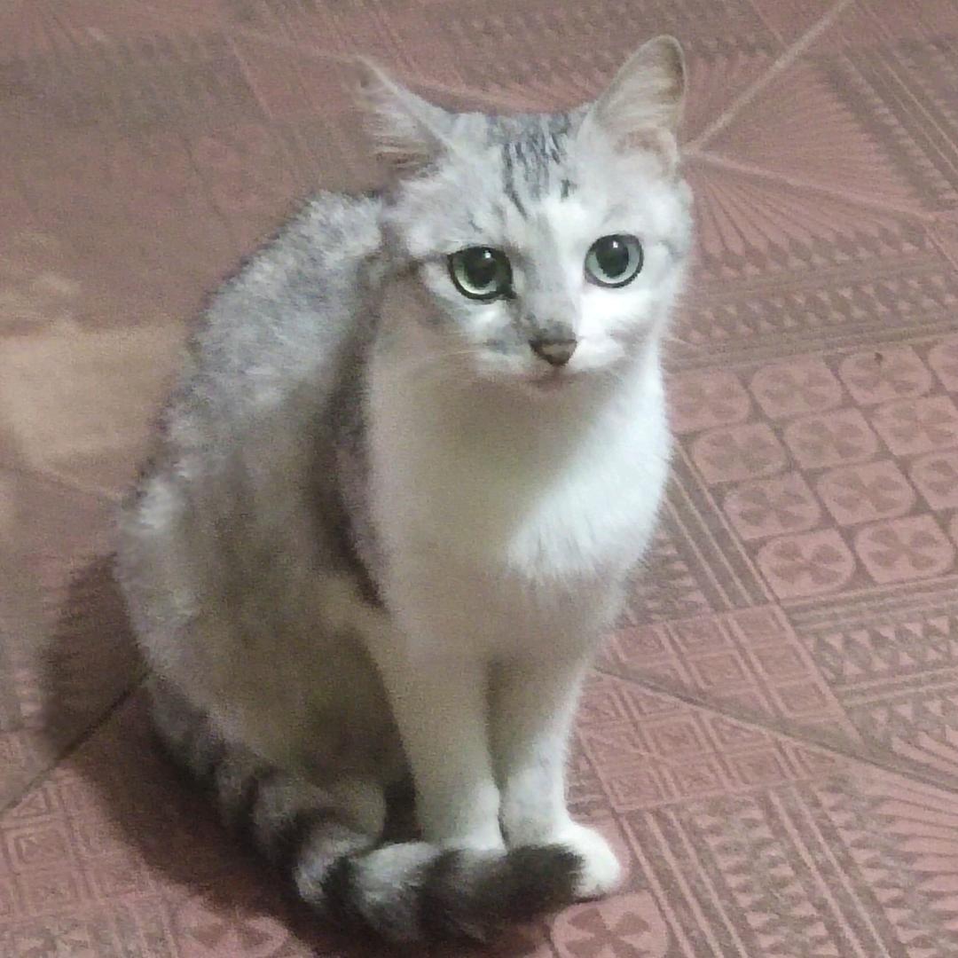 四川省脑残收容所 主治医师（不收恋爱脑）