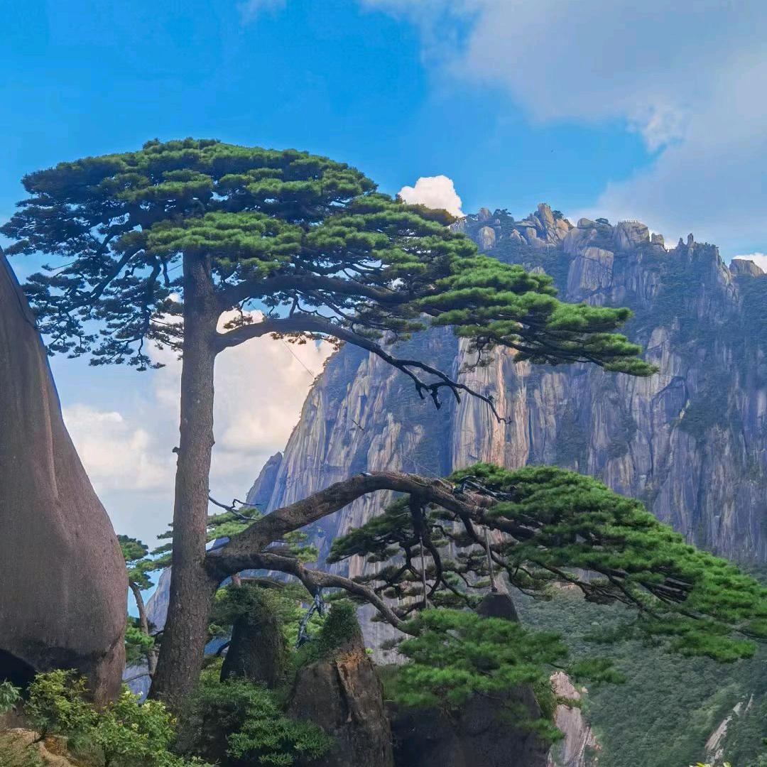 曹县郑庄先锋良种