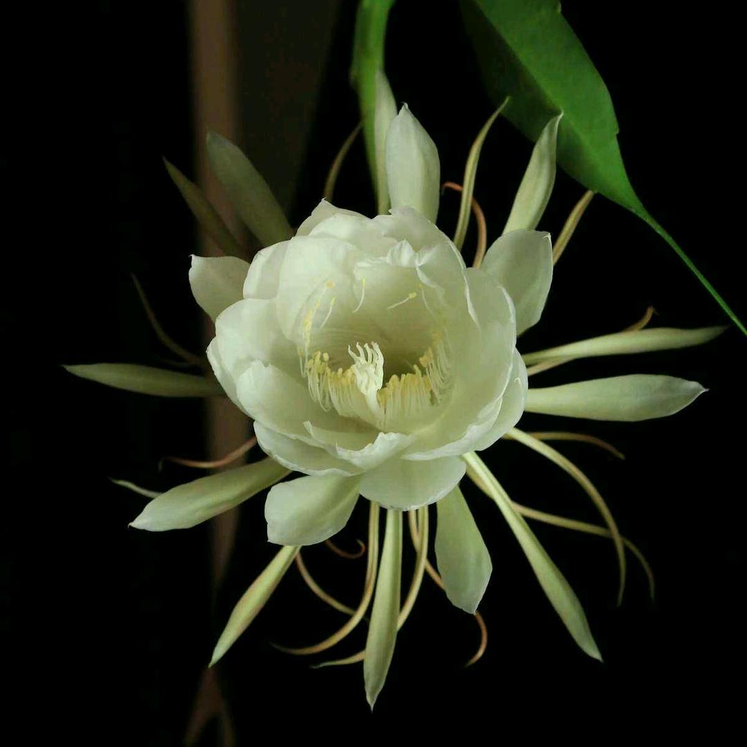 昙花梦