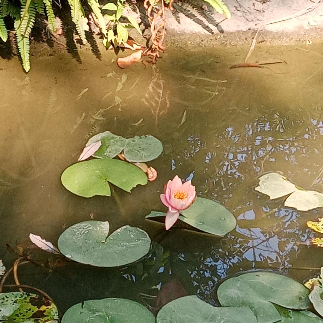 贤