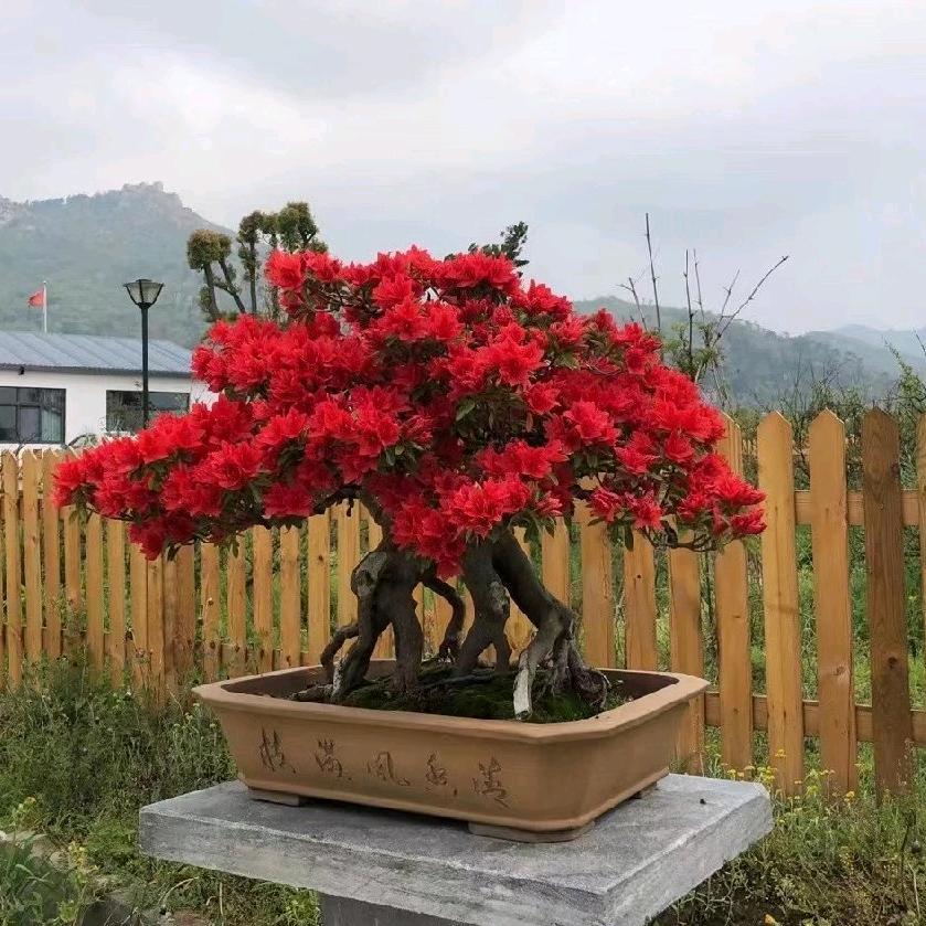 京苑盆景园