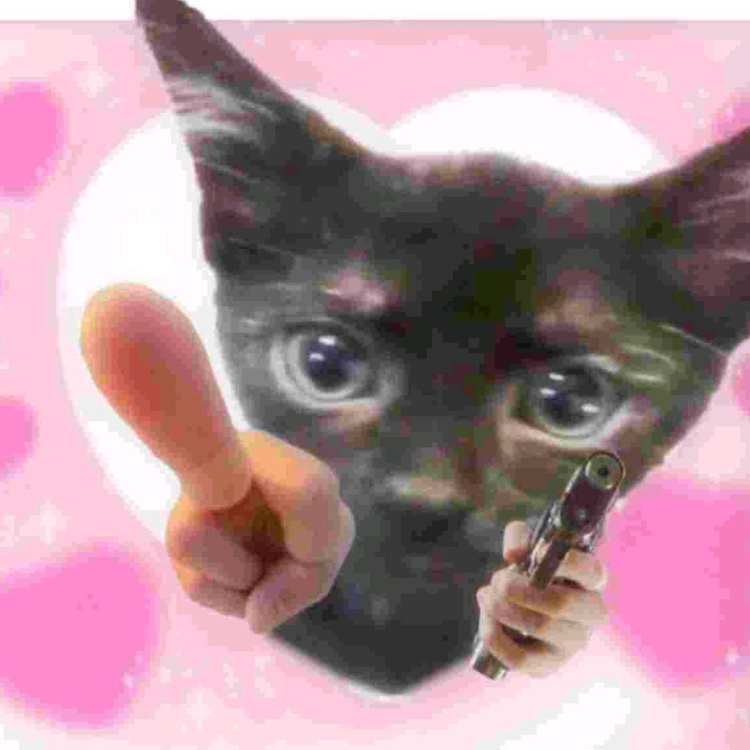 马达加斯加猖狂出逃小野猫