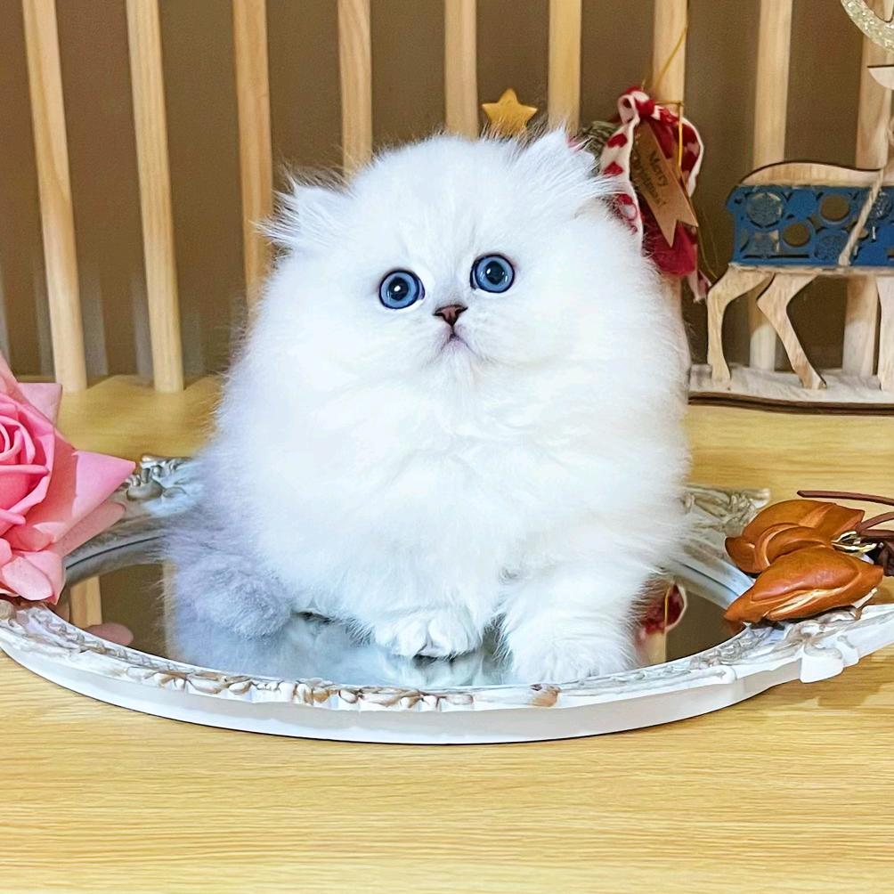 山楂猫舍传媒(售喵