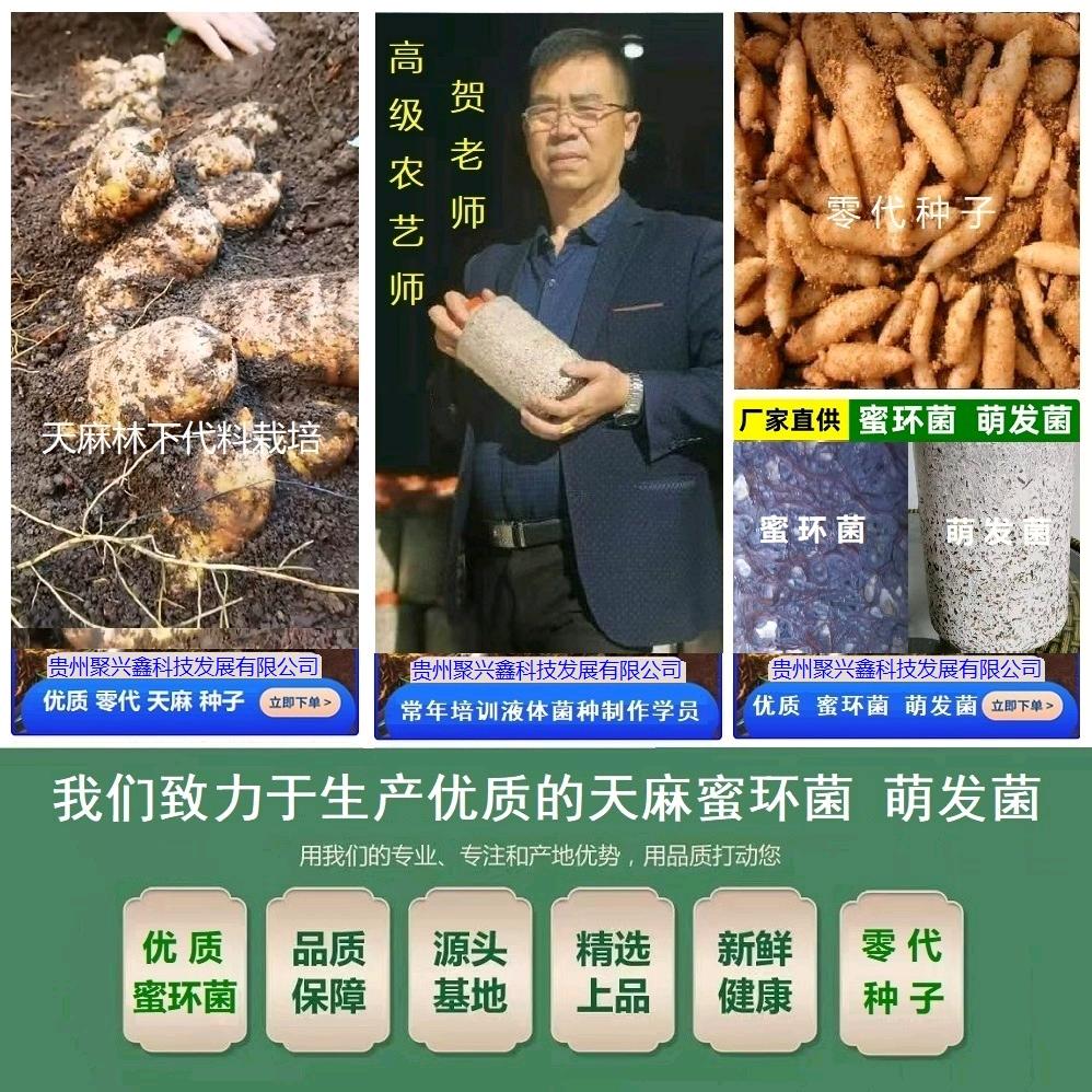 天麻种植技术（贺老师）菌包代料栽培新技术