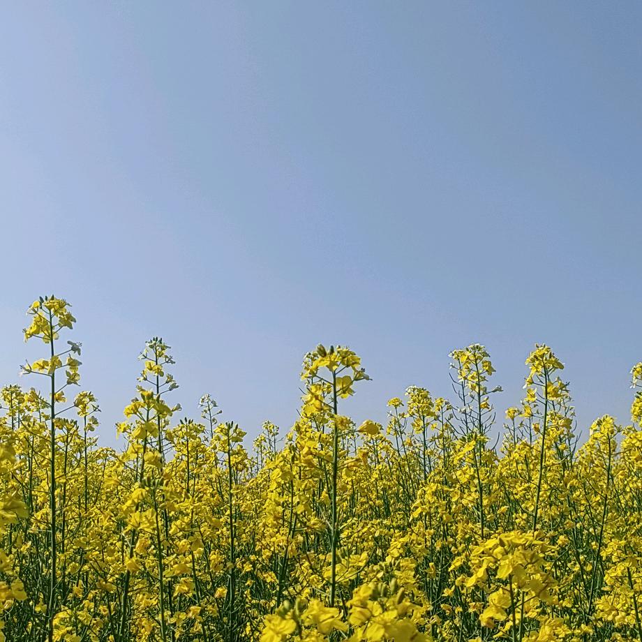 花不尽