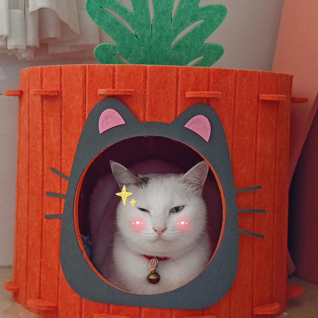 猫咪用品百宝箱