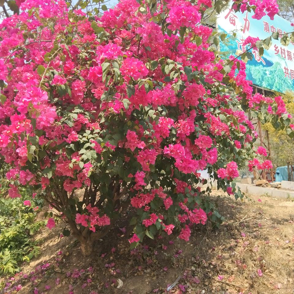 苦苦的等待