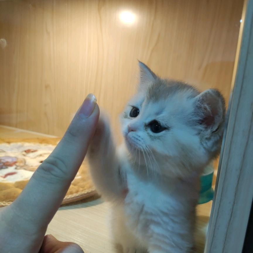 秋寥寥