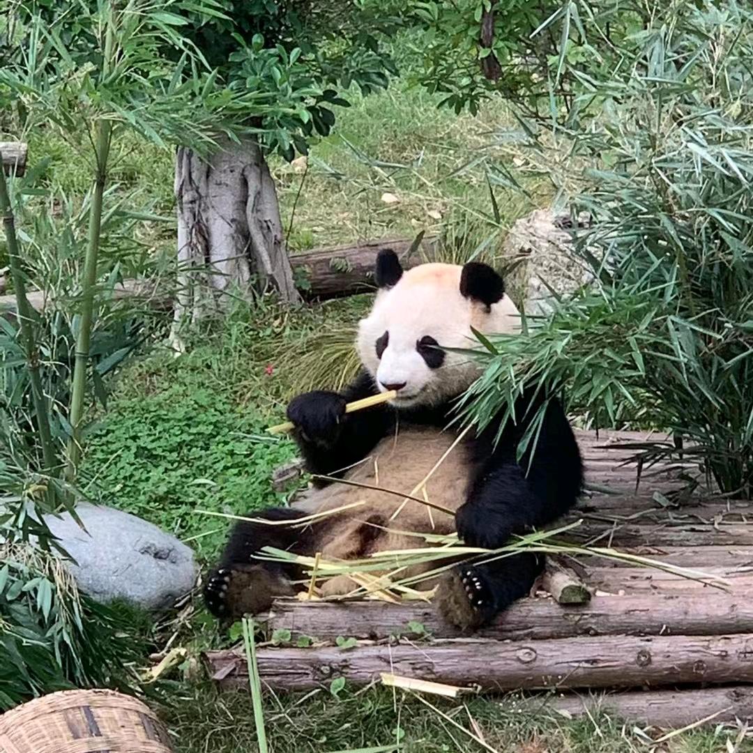 总司令