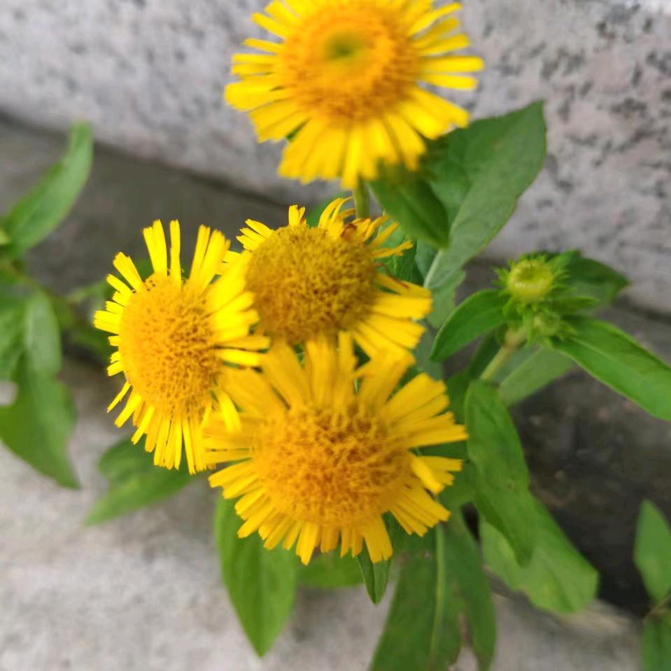 华府家宴  美玲