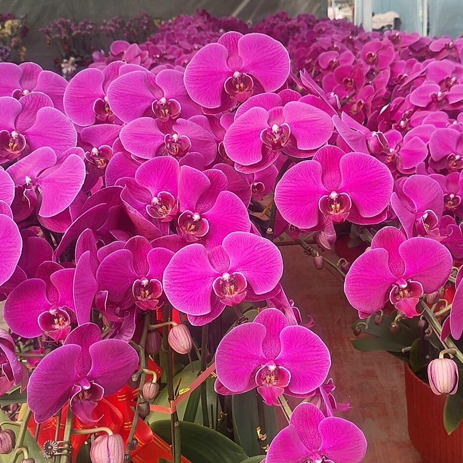 馆陶县邻家花卉