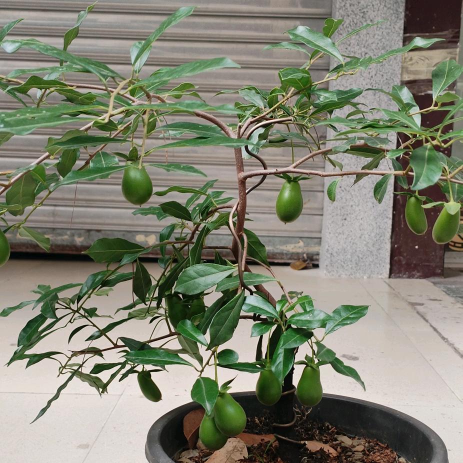 烽火再燃～～奋斗吧！兄弟