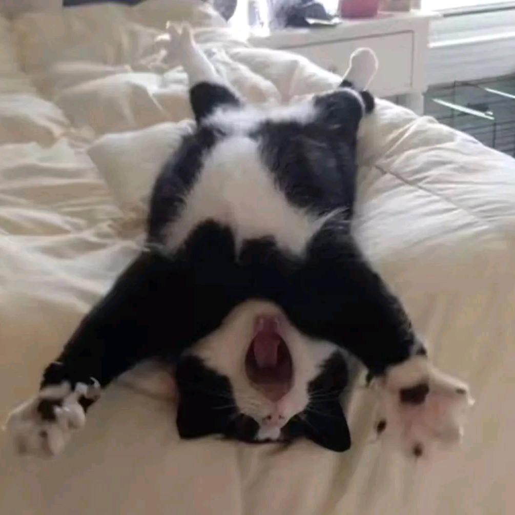 困了就睡胖了就减