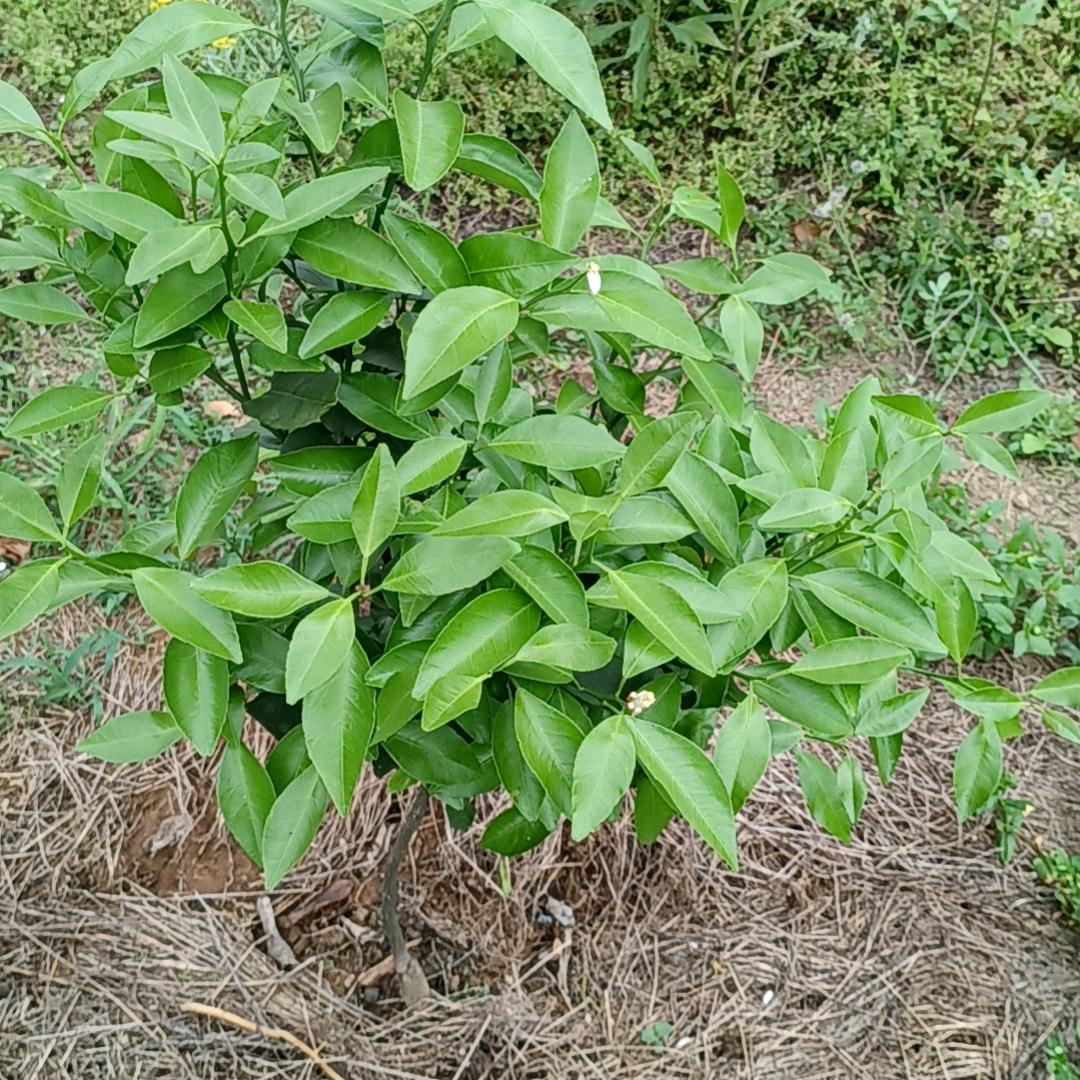 小李搞种植