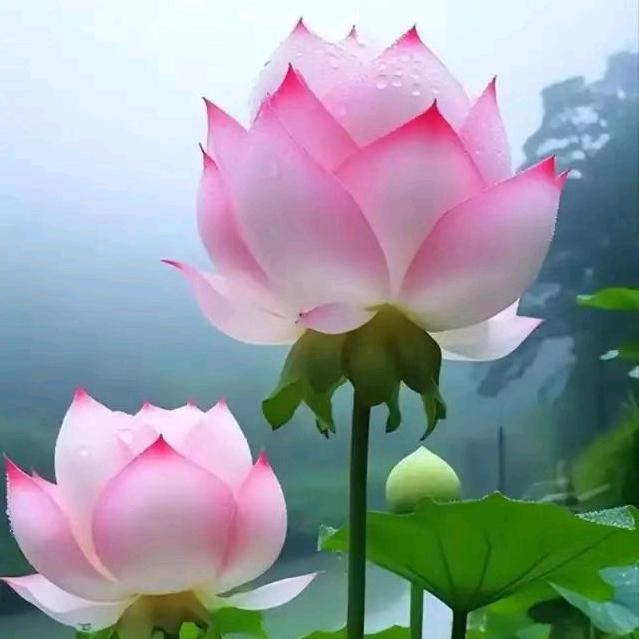 佛渡有缘人(收徒)