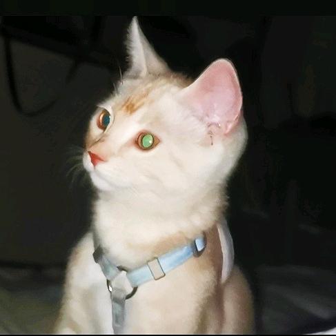 周一是只猫🐱