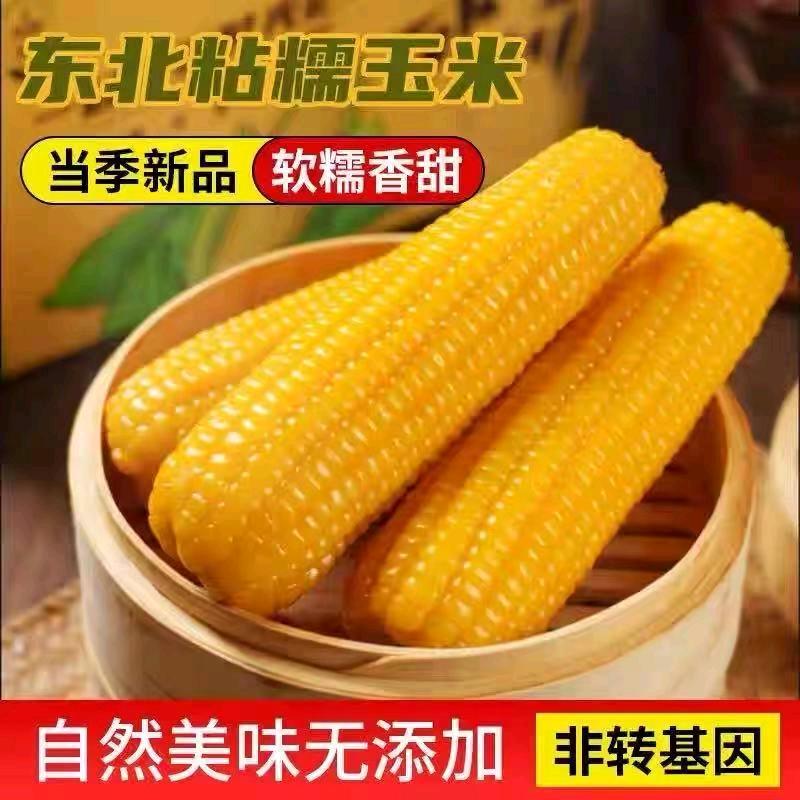 东北玉米