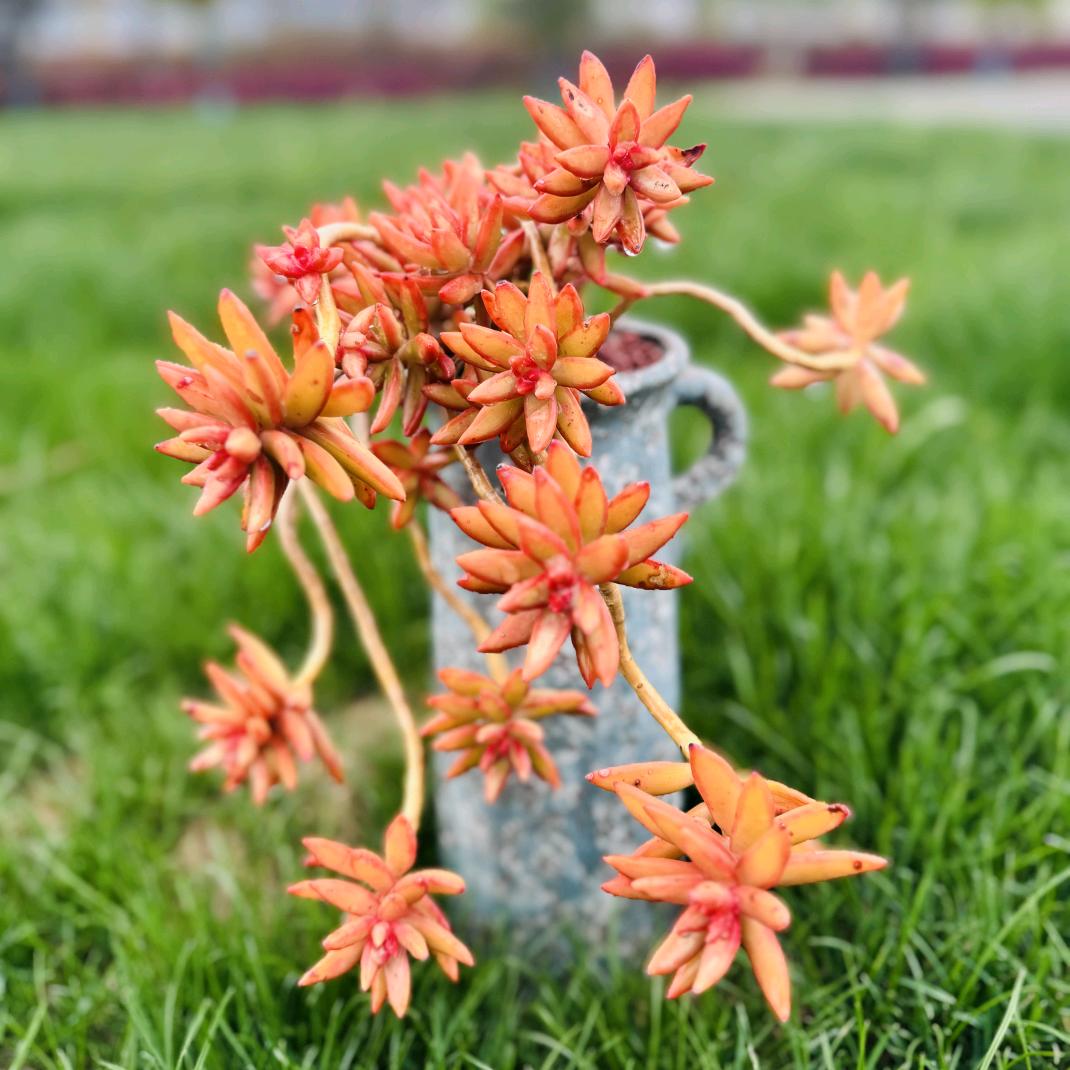 花好鱼圆