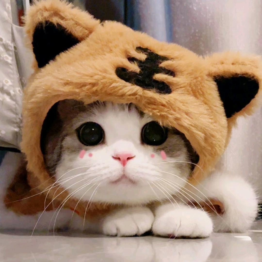 是桐桐吖
