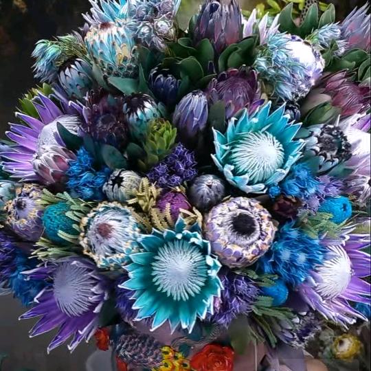 清荷(๑• . •๑)