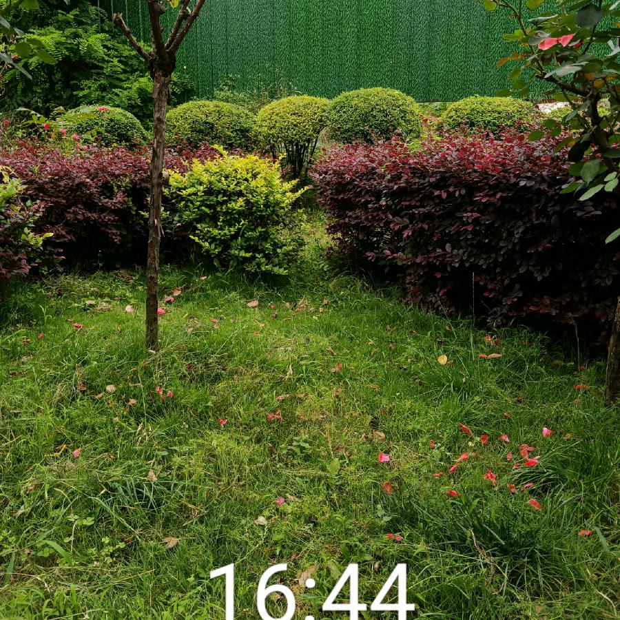 飞叶