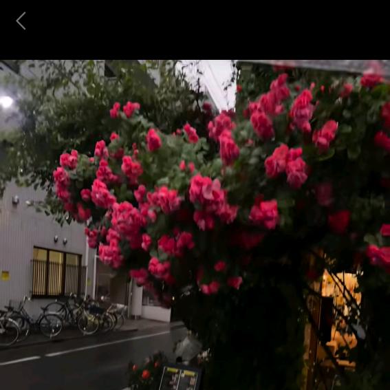 菊花🌹🌹👄👄