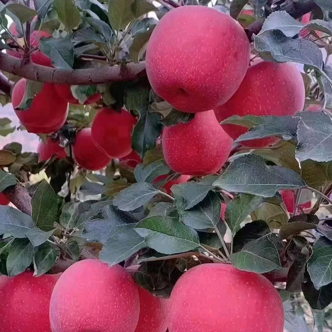 甘肃🍎零售