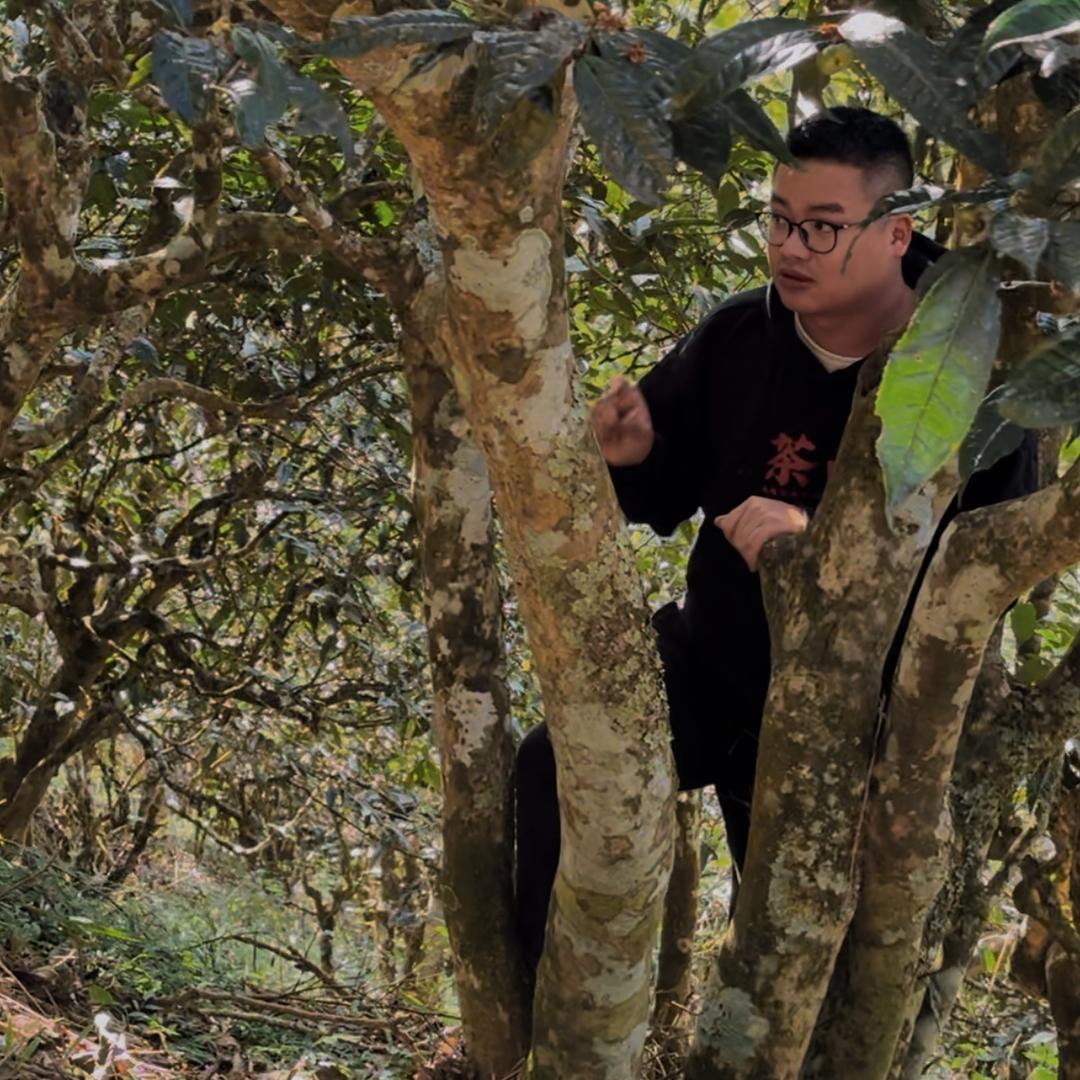 滇古源古树茶