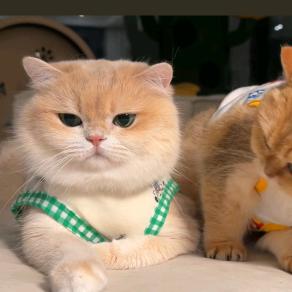 ٩(•̤̀ᵕ•̤́๑)ᵒᵏᵎᵎᵎᵎ