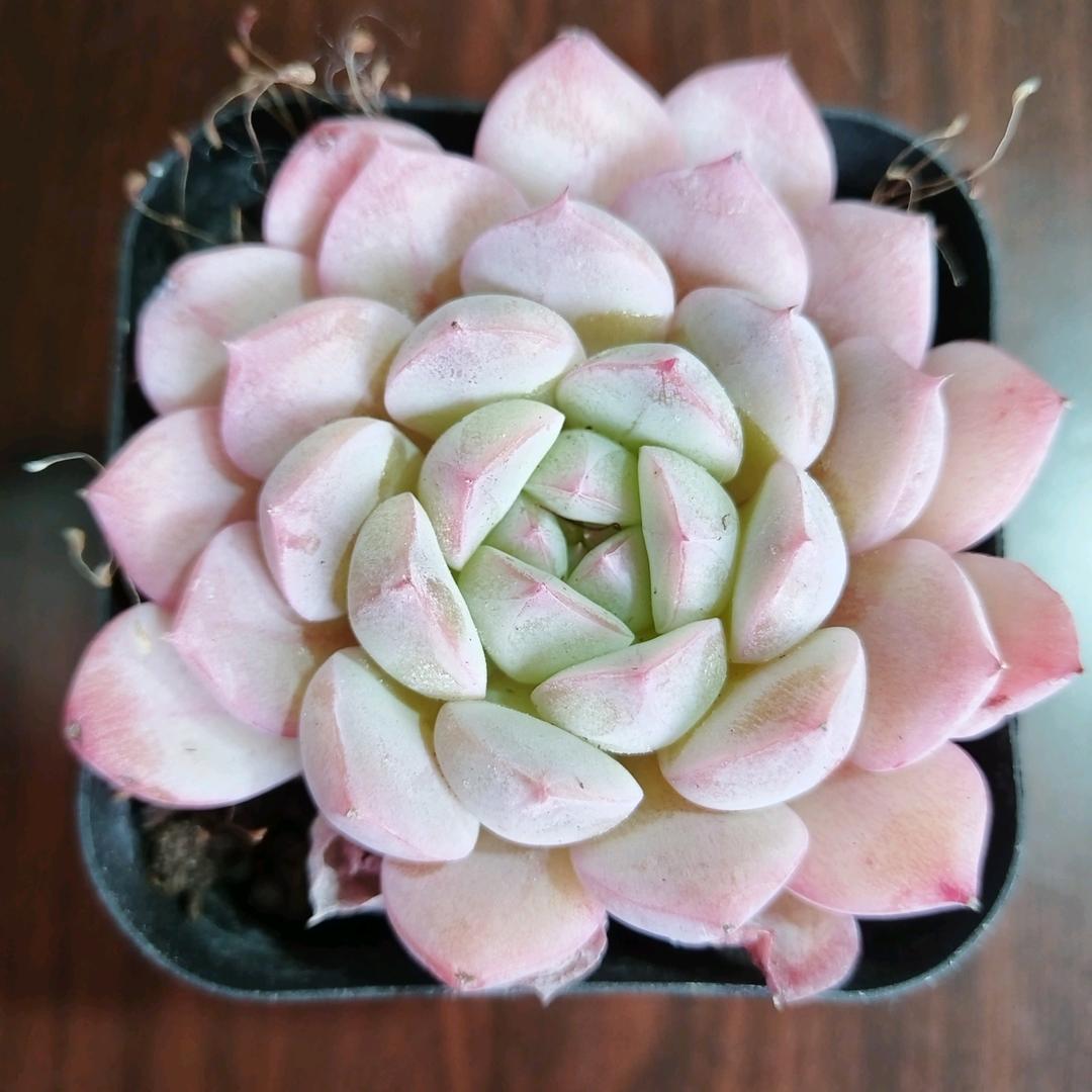 兰色妖姬