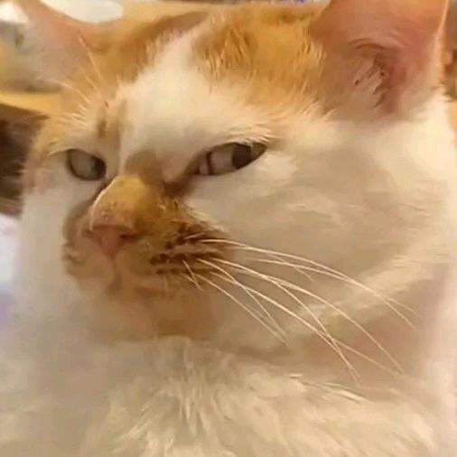 Tj