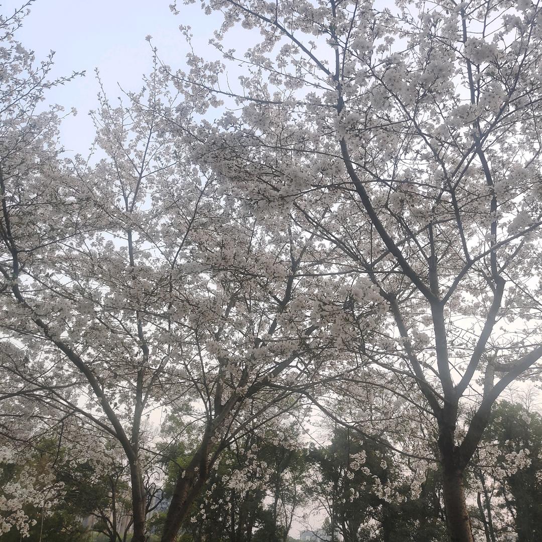逆旅向长天