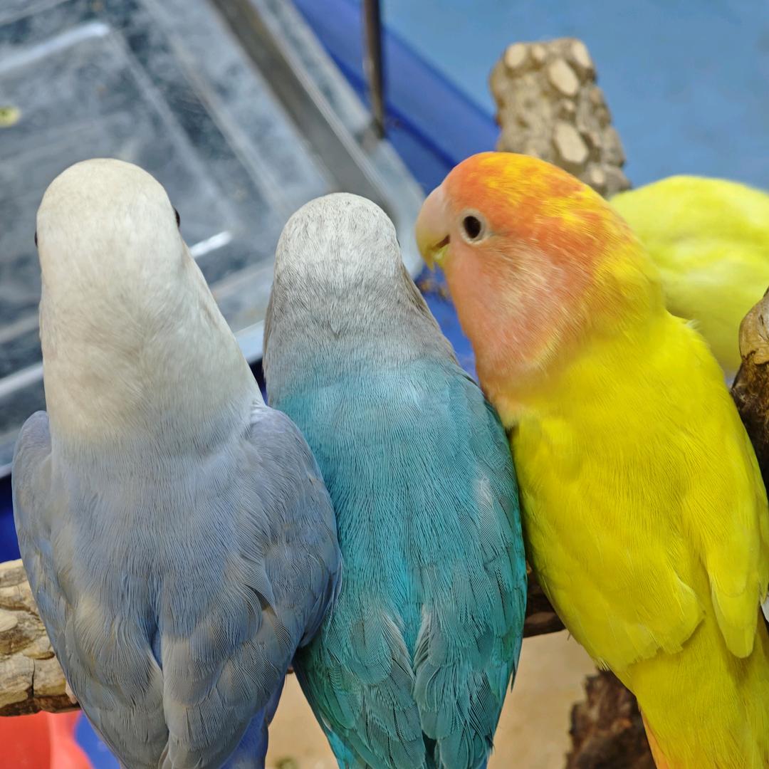 美乐城里闹中取静的宝藏店（异宠版)