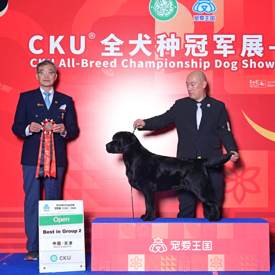 辽宁尚品拉布拉多犬舍