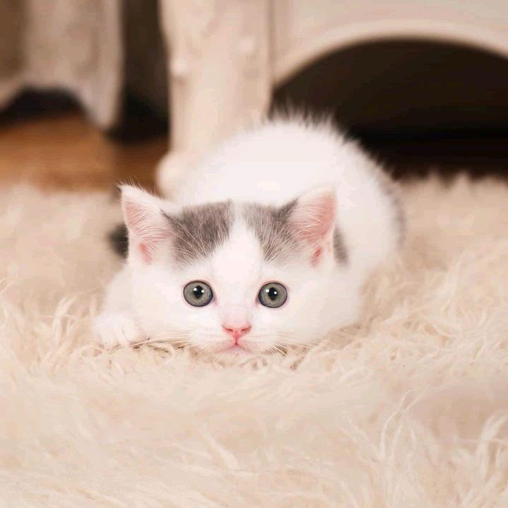 小猫咪优选