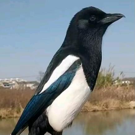 ［家和万事兴］七零后的虎🍎🍎🍎