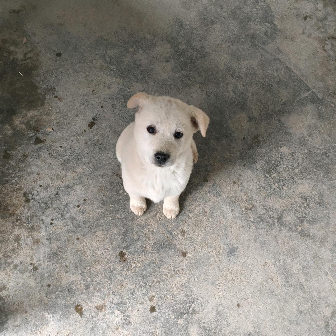 爱扒拉人滴小灰灰