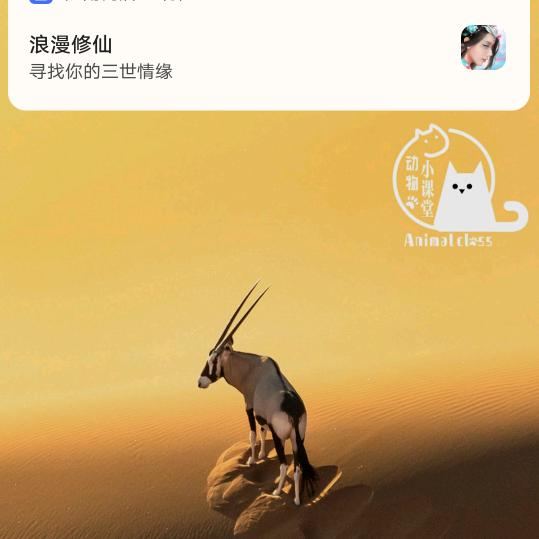河南龚哥